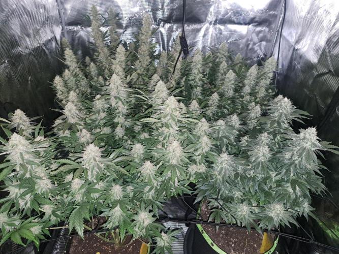 Pure Skunk Go Fast. Week 15