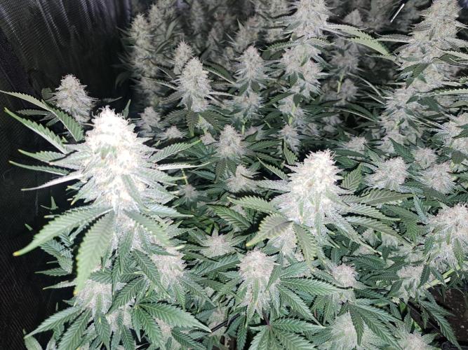 Pure Skunk Go Fast. Week 15