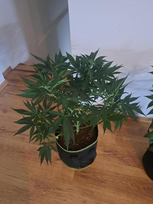 Purple Kush. Week 7 - 21.2