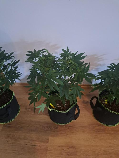 Purple Kush. Week 7 - 21.2