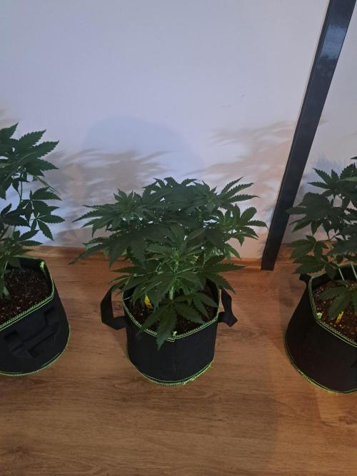 Purple Kush. Week 7 - 21.2