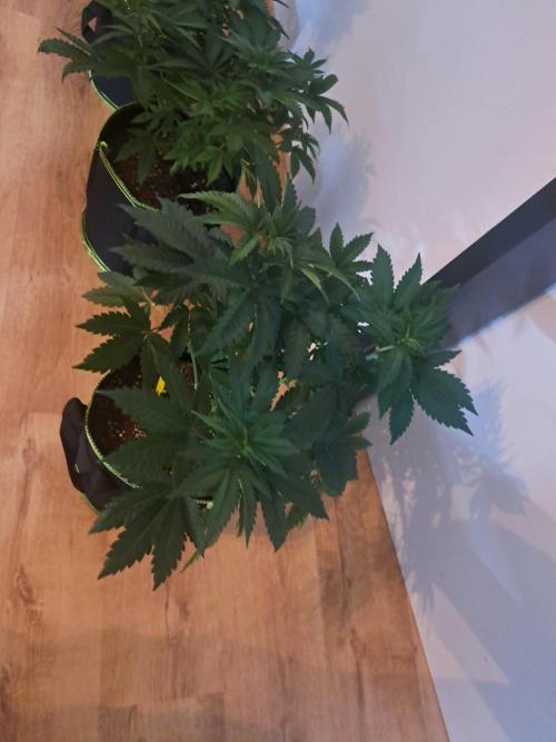 Purple Kush. Week 7 - 21.2