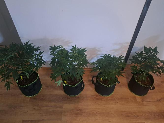Purple Kush. Week 7 - 21.2