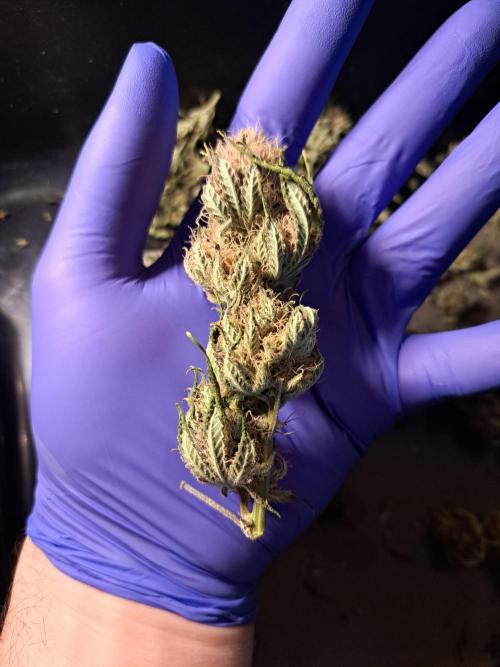 Pure Skunk Go Fast. Week 15