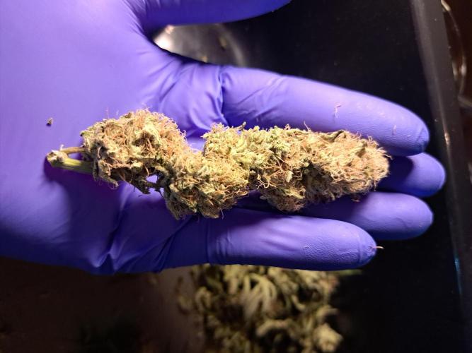 Pure Skunk Go Fast. Week 15