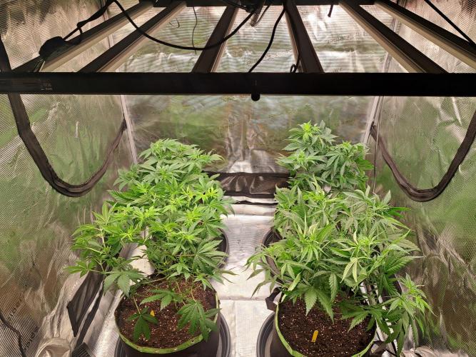 Purple Kush. Week 8 - 25.2