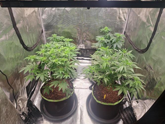 Purple Kush. Week 8 - 26.2
