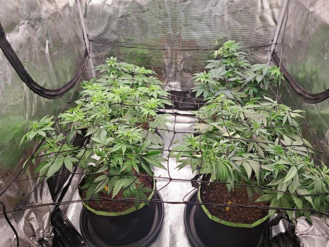 Purple Kush. Week 8 - 26.2