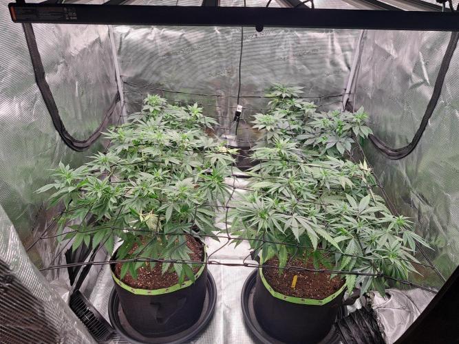 Purple Kush. Week 9