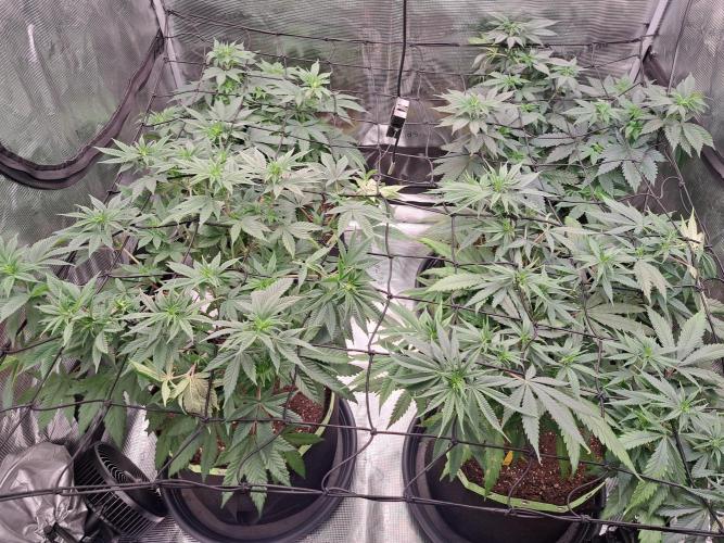 Purple Kush. Week 9