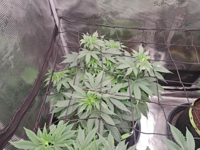 Purple Kush. Week 9