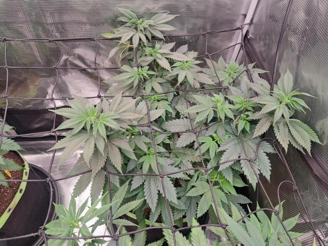 Purple Kush. Week 9