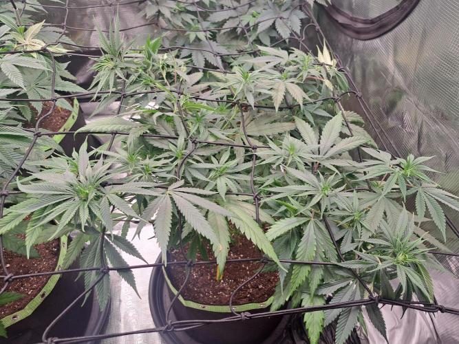 Purple Kush. Week 9