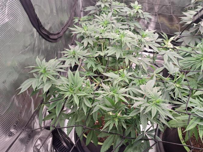 Purple Kush. Week 9