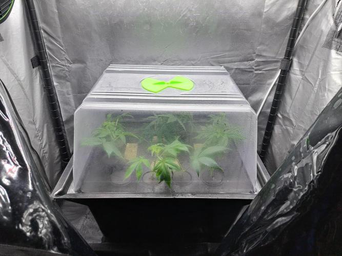 Purple Kush. Week 10