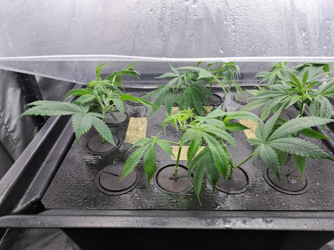 Purple Kush. Week 10