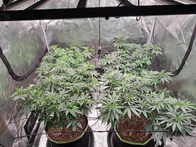Purple Kush. Week 10