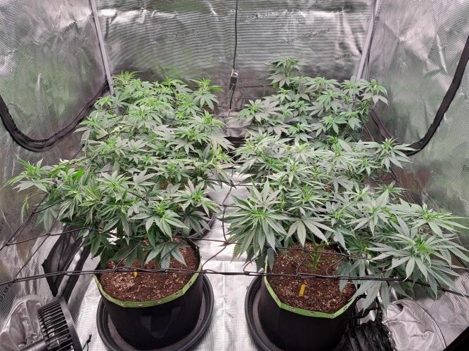 Purple Kush. Week 10