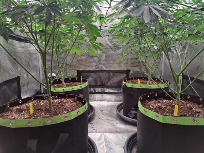 Purple Kush. Week 10