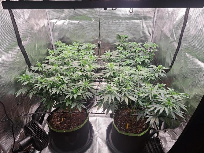 Purple Kush. Week 10