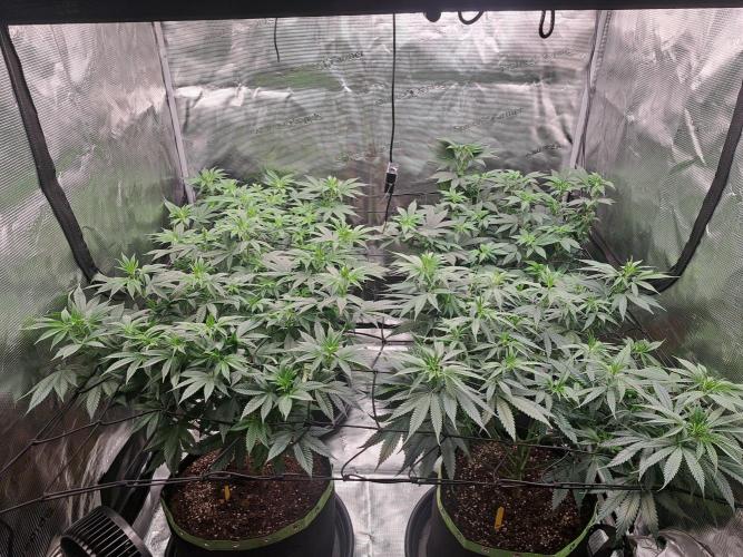 Purple Kush. Week 10