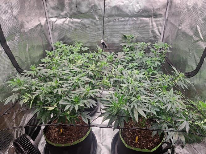 Purple Kush. Week 10