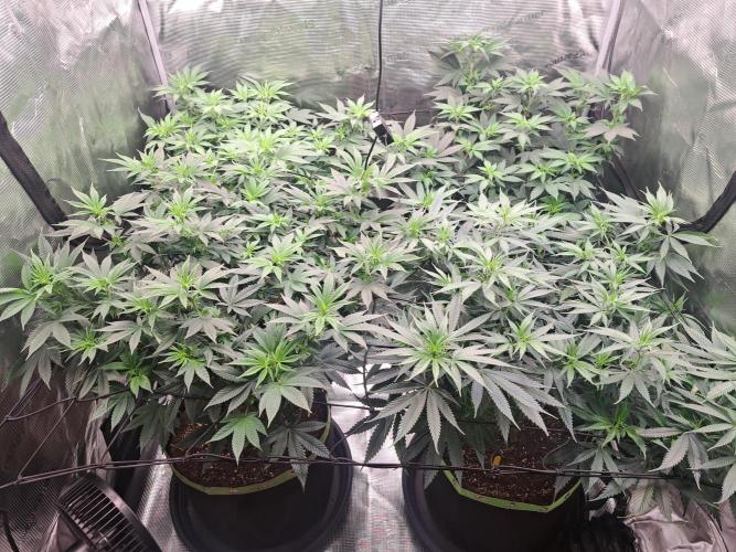Purple Kush. Week 11 - day 1 Flower