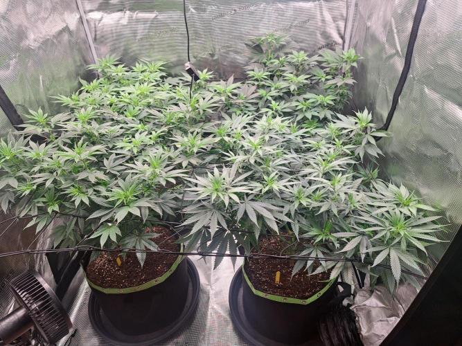 Purple Kush. Week 11 - day 1 Flower