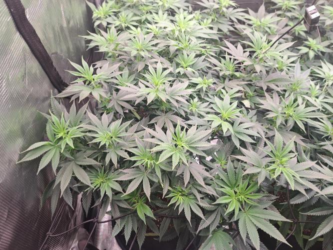 Purple Kush. Week 11 - day 1 Flower