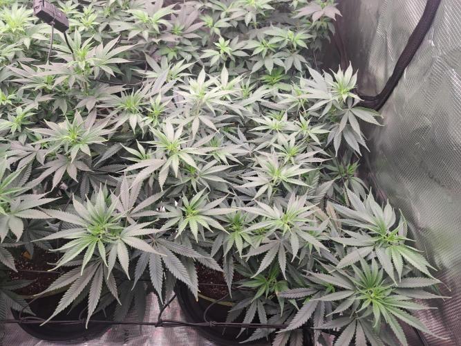 Purple Kush. Week 11 - day 1 Flower