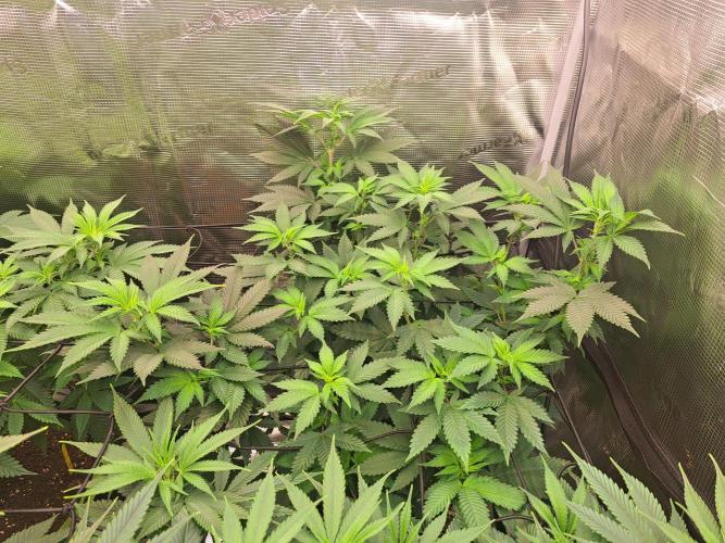 Purple Kush. Week 11 - day 1 Flower