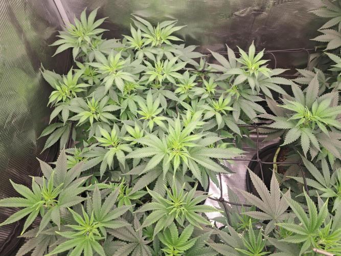 Purple Kush. Week 11 - day 1 Flower