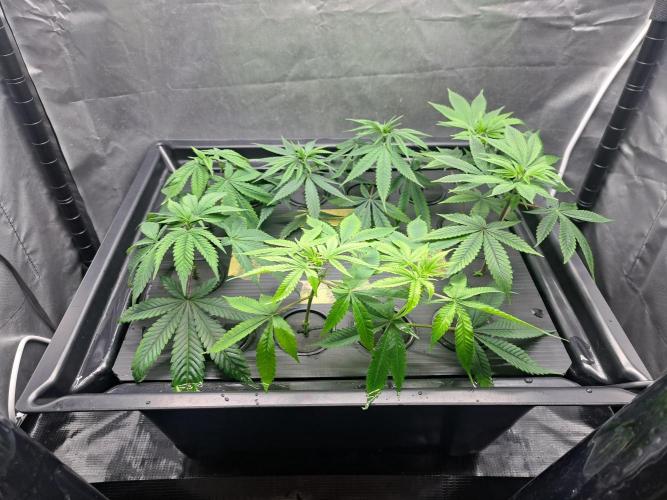 Purple Kush. Week 12 - Day 7 