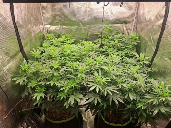 Purple Kush. Week 12 -  Day 7 of Flower