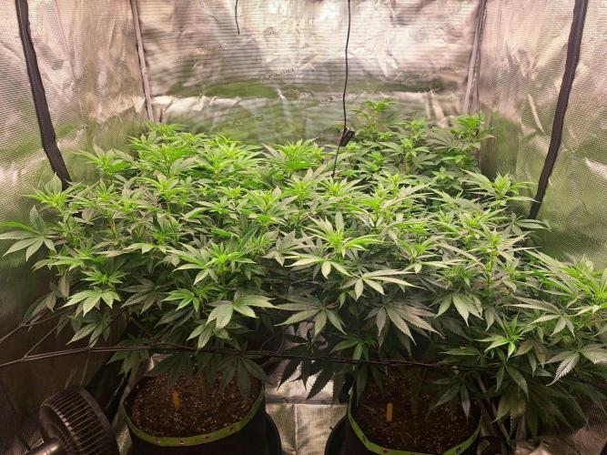 Purple Kush. Week 12 -  Day 7 of Flower