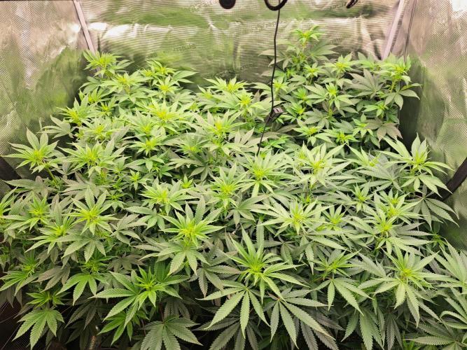 Purple Kush. Week 12 -  Day 7 of Flower