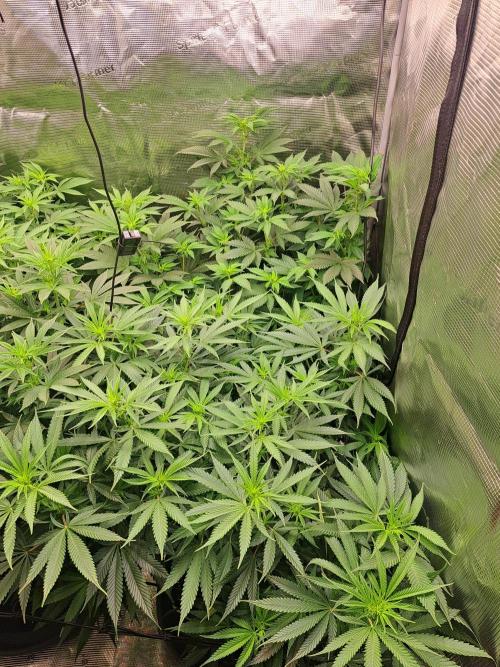 Purple Kush. Week 12 -  Day 7 of Flower