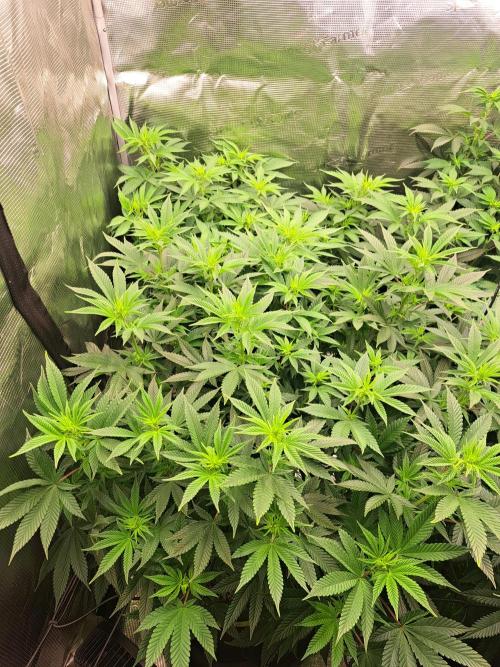 Purple Kush. Week 12 -  Day 7 of Flower