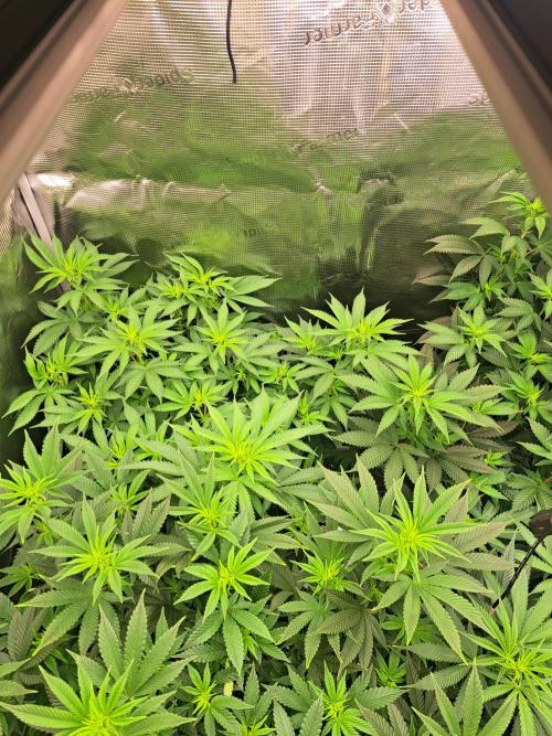 Purple Kush. Week 12 -  Day 7 of Flower
