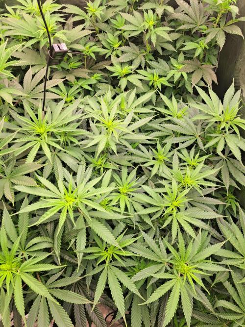 Purple Kush. Week 12 -  Day 7 of Flower