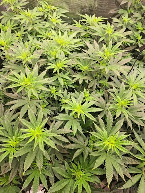 Purple Kush. Week 12 -  Day 7 of Flower