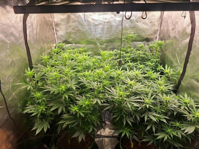 Purple Kush. Week 13 - Day 15 of flower