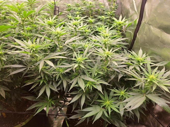 Purple Kush. Week 13 - Day 15 of flower