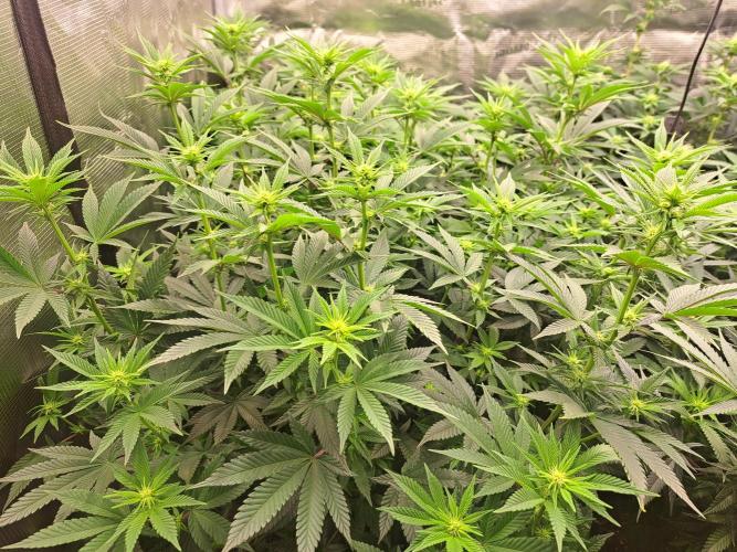 Purple Kush. Week 13 - Day 15 of flower
