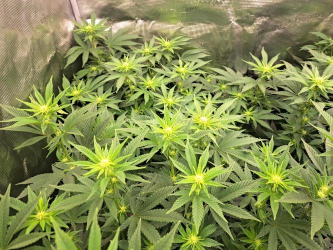 Purple Kush. Week 13 - Day 15 of flower