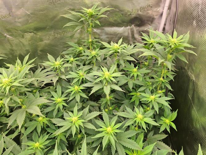 Purple Kush. Week 13 - Day 15 of flower
