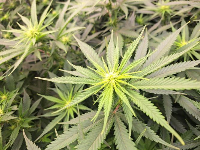 Purple Kush. Week 13 - Day 15 of flower