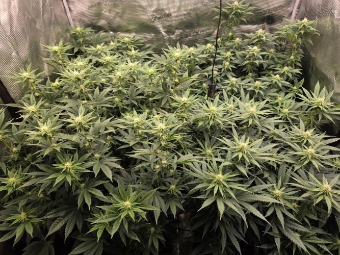 Purple Kush. Week 14 - 1.4 Before fanleave removal