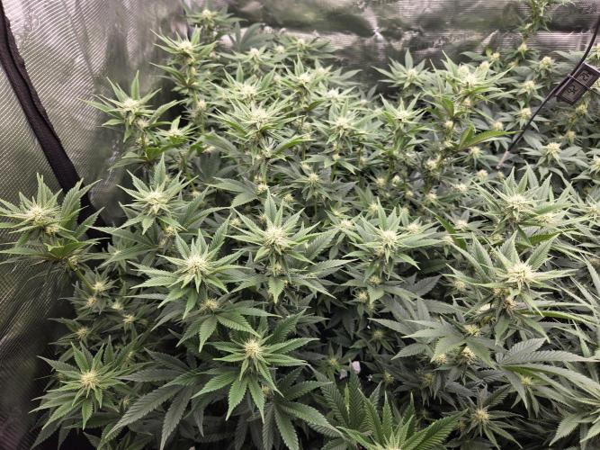 Purple Kush. Week 14 - 3.4  after fanleave removal