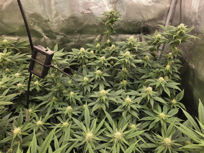 Purple Kush. Week 14 - 3.4  after fanleave removal